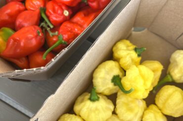 Small harvest of ksls and naga