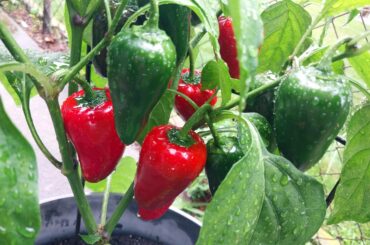 My babies survived the storms last night