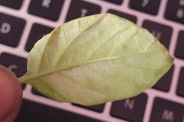 What's wrong with my habaneros