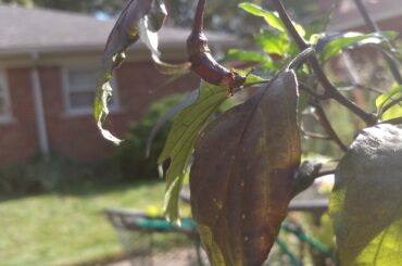 After 15 Months, It's Black Panther Time