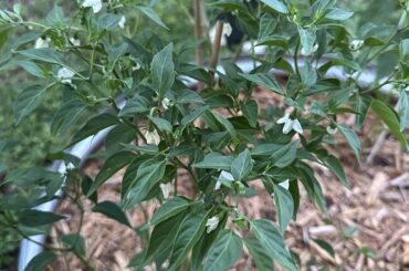 Lots of flowering but no peppers?