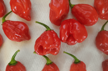 Did my reaper plant affect my habaneros?