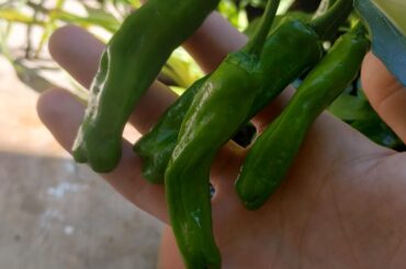 What kind of pepper?