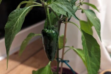 Chilli plant ID & white spots