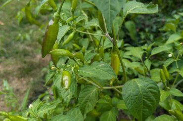 Will my peppers ripen?