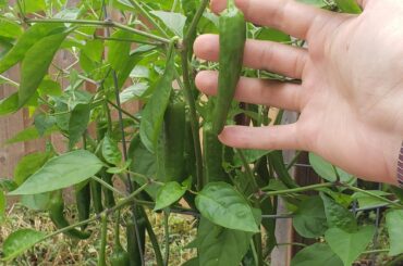 Give it to me straight. My jalapenos are actually serranos aren't they?