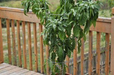 Healthy serrano plant?