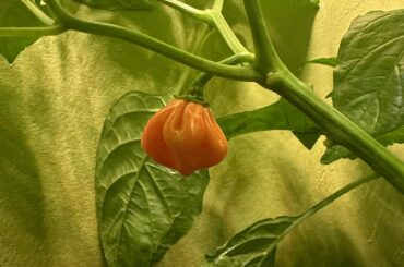 I need help to ID this pepper