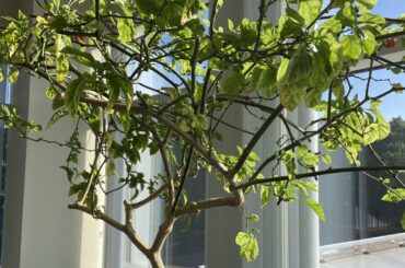 Habanero “tree” I’ve been growing in the office for the last 8 years