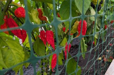 It's the Most Wonderful Time of the Year