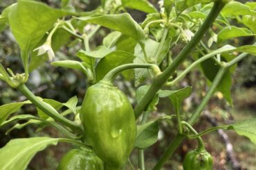 Habanero making progress.