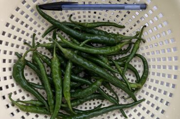 A storm broke a branch of my cayenne plant. What should I do with these green ones? (Bic pen for reference)