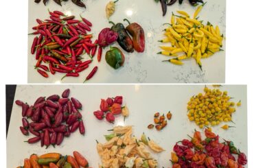 Excess of peppers, who wants a box??