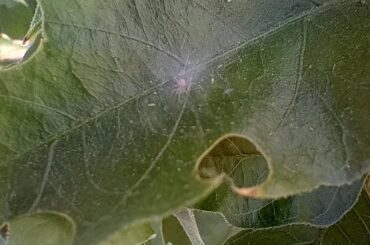 Look at this little guy making a home out of my habanero