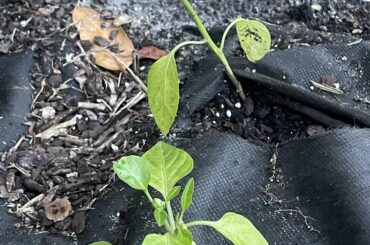 How to care for peppers to ensure success(Zone 10B), Bell Peppers and Wiri Wiri Currently