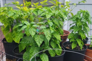 Nighttime temps in 50s