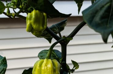 Any idea what these 'chocolate habaneros' actually are? I have some guesses but nothing concrete