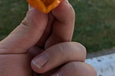 Day 3 of eating one a day