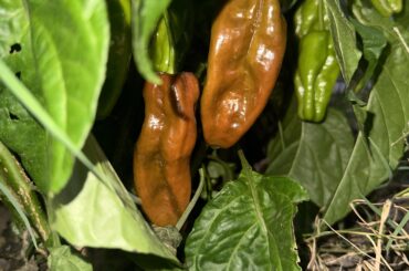 Are these really chocolate habs?