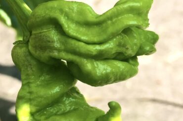 T-Rex Yellows starting to ripen