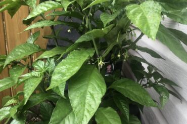 What plant is this? Sold to me as dragons breath, but I'm not sure about that.