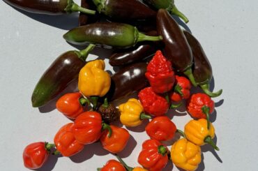 Straight off the plant and onto the smoker