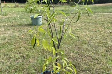 Coffee can Thai hybrid still producing