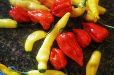 Got these from a friend, what's the best thing to do with these? He said the red ones are very hot