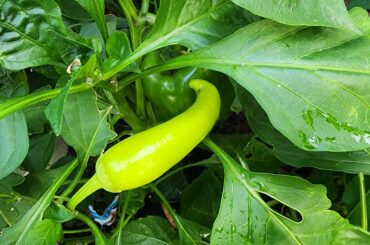 This guy popped up in my bell pepper patch... what is it?