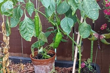 Can anyone help identify?