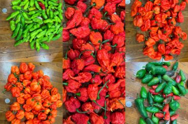 Peppers picked all in just one day.