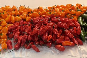 I have begun, probably, the final harvest of the year