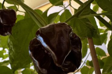 Can someone tell me is this Carolina Reaper or Trindad Scorpio?
