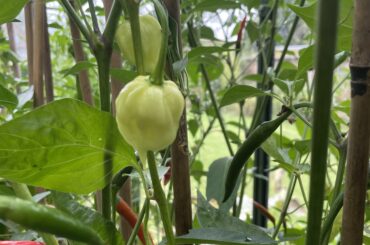 Is this ripe? The plant was brought as a ghost but the peppers definitely aren’t ghost, and they aren’t the normal unripe colour.