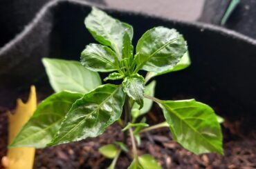 Looking for some advice