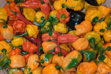 Little Friday Harvest