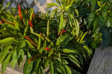 Question about santaka peppers