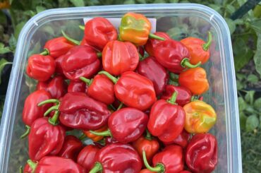 Second scotch bonnet harvest