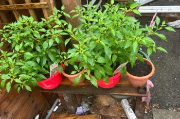 We have so many different types of chilies for sale and seeds, tomatoes, and strawberries four different types of all