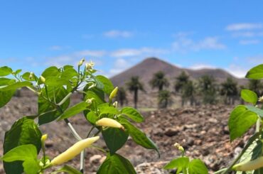 Datil - Baker Creek vs Semillas.de