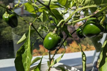 Beginner Question. Am I doing something wrong? Is this not what I thought it was?