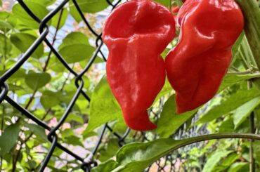 Do these Death Spirals look right to you?