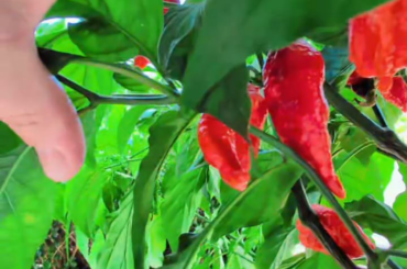 Peppers are poppin' off!!