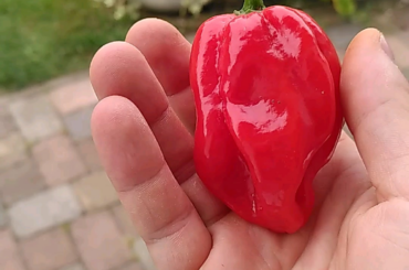 My first habanero