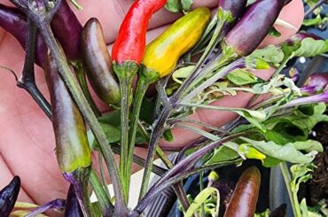 Variegated Black Pearl Mutant