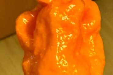 This Pepper has a face, ears, and a hair dew :)