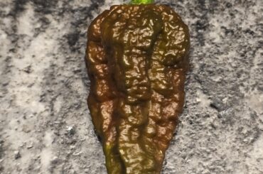 What in good god did my neighbor give me?