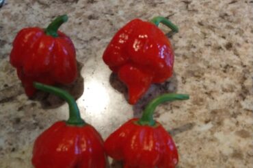 First time harvesting scorpion peppers, they look good?