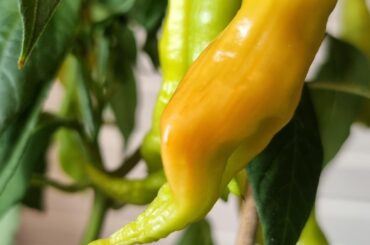 Chili apex/tip stays green on my SRS?