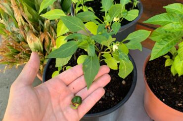 Why my pepper fell off? Can I do something so it doesn’t happen again?